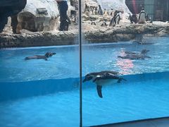 -帝企鹅自助餐厅•儿童岛•真企鹅(长隆企鹅酒店)