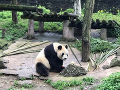 -都江堰中华大熊猫苑
