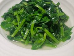 橄榄油高三豌豆苗-庆春朴门