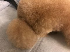 -MOLLY'S萌宠生活馆