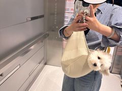 -momokira米努特·德文卷毛猫·棉花面纱犬