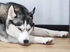 -Husky Go! 哈士奇体验馆·宠物咖啡厅狗咖