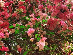 -深圳国际园林花卉博览园