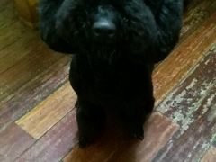 -1013 PET SHOP 宠物商店(近铁城市广场店)