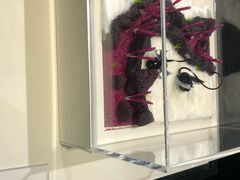 -BLACKSWAN黑天鹅(环球店)