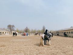 -北京群众马术培训基地