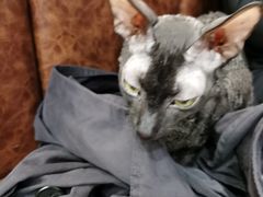 -猫小院猫主题餐厅(三里屯店)