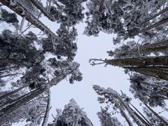 -武陵山森林公园