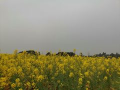 -紫颐香薰山谷景区