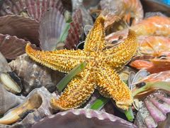 -悦海·家宴·冰花皮皮虾大锅贴(宝龙店)