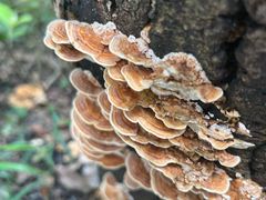 -火炉山森林公园