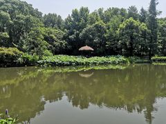 -上海滨江森林公园