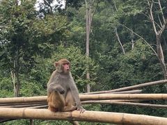 -西双版纳原始森林公园