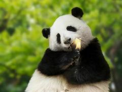 -成都大熊猫繁育研究基地