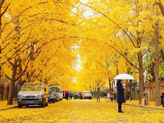 -三里屯东五街银杏大道