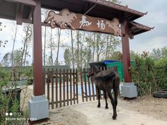 -合肥滨湖国家森林公园