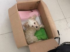 -伟伟宠物医院·CT影像中心·瑞派犬猫综合性门诊(汉口总院)