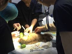 -利又安动物医院··老年病·猫科犬科·中兽医