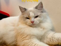 -滚猫咖啡·猫咖·猫友好撸猫(未来城店)