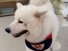 -共舞时光猫咖·狗咖(新街口店)