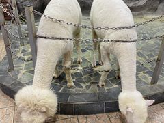 -上海大自然野生昆虫馆(东方明珠·爬宠昆虫探索中心)