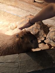 -Zoolung Zoolung动物主题公园(海信广场店)