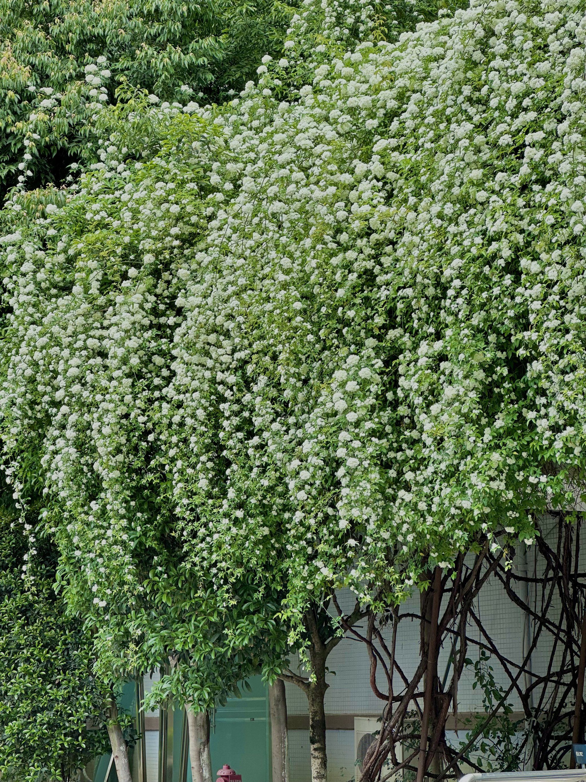 4.2号实拍,成都七里香花开啦!