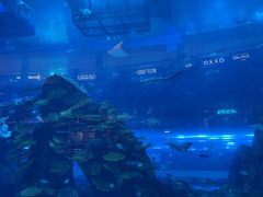 -迪拜水族馆及水下动物园