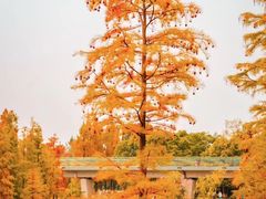 -白鹭湾湿地公园