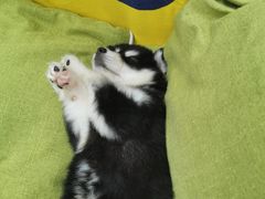 -翊宠yipet猫狗购宠庄园犬舍•猫舍