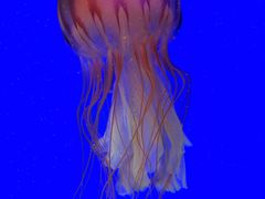 -上海海洋水族馆