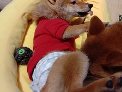 -逗柴咖啡屋·狗咖猫咖宠物桌游