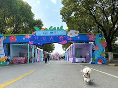 -高东镇樱花园