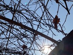 -呀路古热带植物园