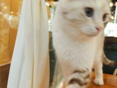 -猫小院猫主题餐厅(三里屯店)