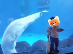 -海合安成都极地海洋公园