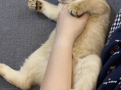 -东方名猫馆·英短金渐层布偶猫舍(环线广场1号楼店)