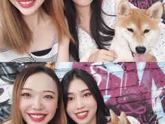 -柴犬高等学院·狗咖·柴犬售卖·宠物训练