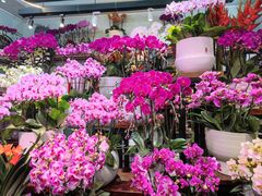 -循礼门鲜花花市(武汉循礼门店)