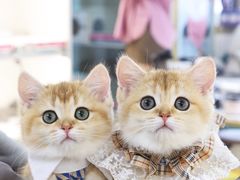 -lincat·猫舍(广州店)