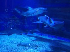 -成都浩海立方海洋公园