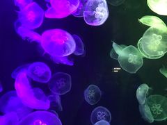 -新加坡海洋生态馆