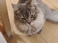 -Let's go狗咖·猫咖·奶狗·桌游(春熙路IFS店)