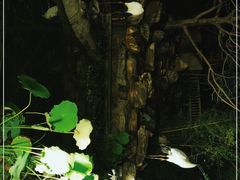 -丽泽山庄·生态怀柔菜·虹鳟鱼(红螺寺店)