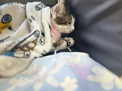 -达爱动物医院·犬猫分区·CT·复杂眼科(远洋山水分院)