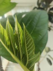 -HEYAN荷妍专业脱毛连锁机构