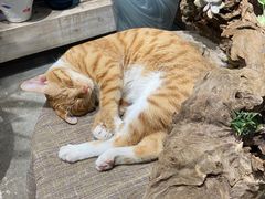 -弗劳尔花艺坊(龙涛店)