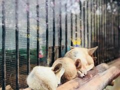 -昆明动物园
