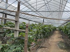 -马陆小张葡萄园农家乐