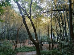 -宝石山